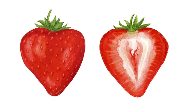 Clipart, fresas rojas y jugosas sobre un fondo blanco. — Foto de Stock