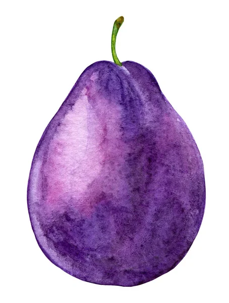 Purple plum watercolor, juicy illustration — стоковое фото