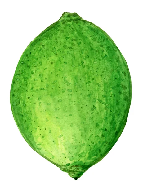 Зеленая акварель, сочная иллюстрация. — стоковое фото