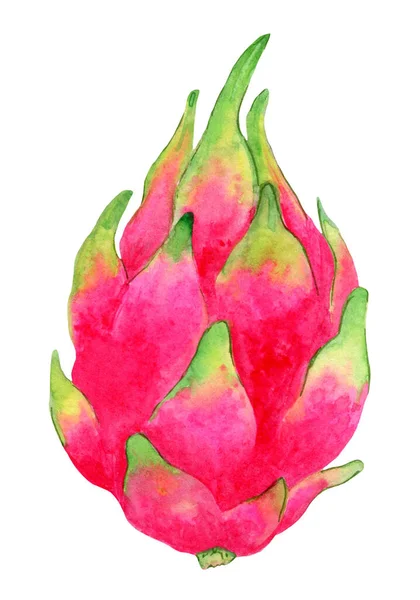 Reife, rosa Drachenfrucht, saftige Illustration. — Stockfoto