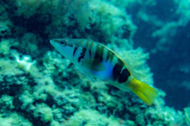 Mavi denizde suyun altından çok büyük bir balık.