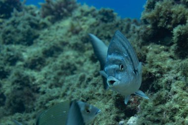 Mavi denizde suyun altından çok büyük bir balık.