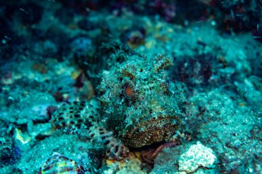 Mavi denizde suyun altından çok büyük bir balık.