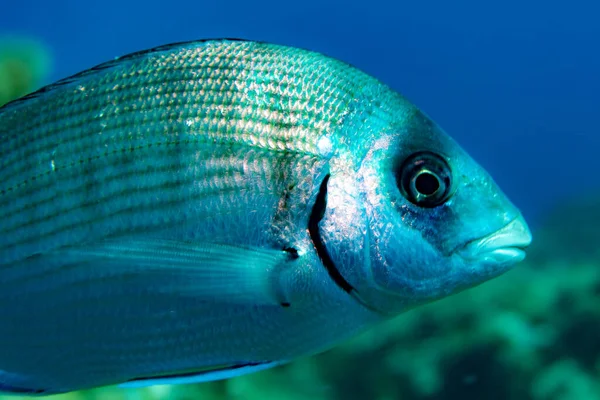 Mavi denizde suyun altından çok büyük bir balık.