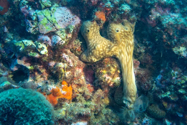 A sea sponge with the form of a four 4 in the blue sea next to the rocks