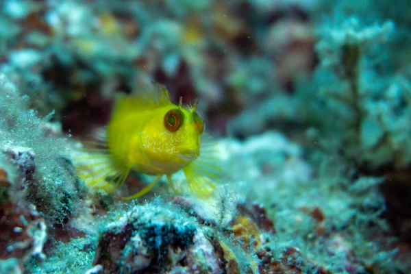 A very big fish from side underwater in the blue sea