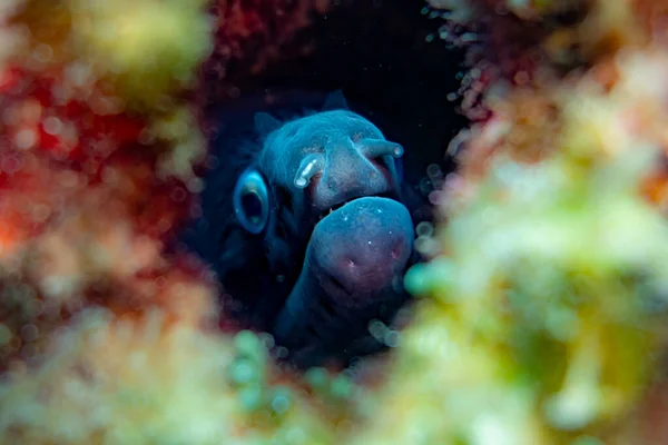 A blue marine moray into the cave with plants and first place