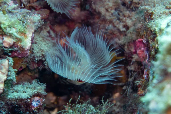 Ładny Nudibranch Morzu Otwartymi Informacjami Rzucają Błękitne Morze — Zdjęcie stockowe