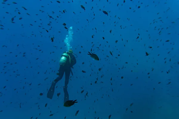 Plongée Dans Mer Bleue Avec Beaucoup Poissons Noirs Foncés — Photo