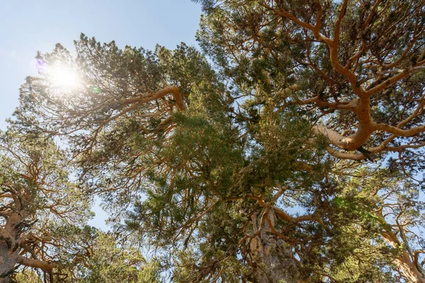 Pine tree branches with the sun in the background and the blue sky