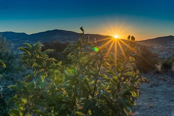 Radiant Sun Visible Rays Sunset Mountains Large Plant Foreground — Stock Photo, Image