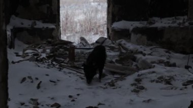 Rusya ve Ukrayna arasındaki savaş. Donets Havzası.