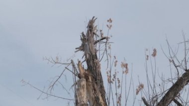 The war between Russia and Ukraine. Donbass. Trees damaged by shrapnel minutes after firing mortars. Settlement Semyonovka next to Slavonic.
