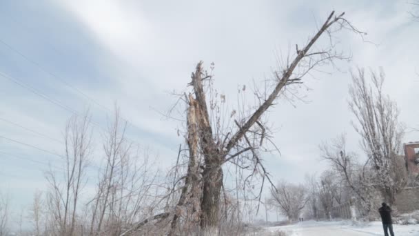 War Russia Ukraine Donbass Trees Damaged Shrapnel Minutes Firing Mortars — Stock Video