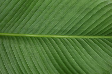 yaprak yeşil arka plan.