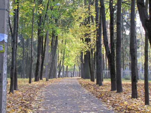 Herbstspaziergänge Stadtparks — Stockfoto