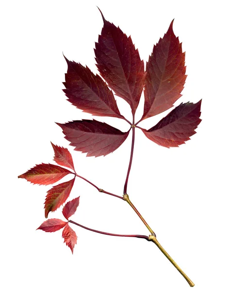 Brindille rouge de lierre forestier, illustration de feuilles d'automne sur fond blanc — Photo