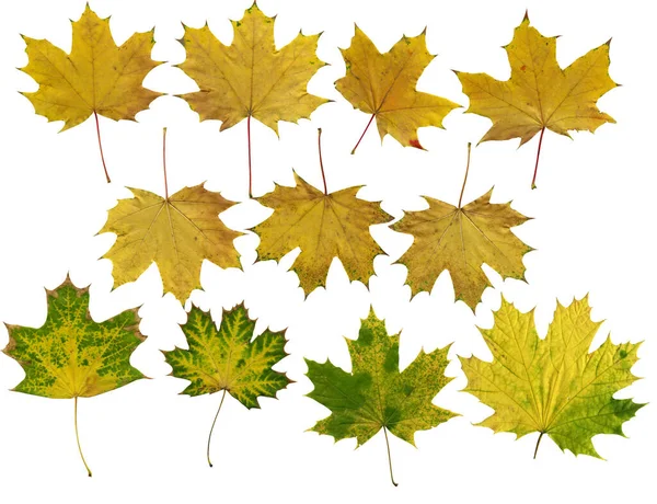 Feuilles d'érable clipart sur un fond blanc. Ensemble de 11 feuilles d'érable. — Photo