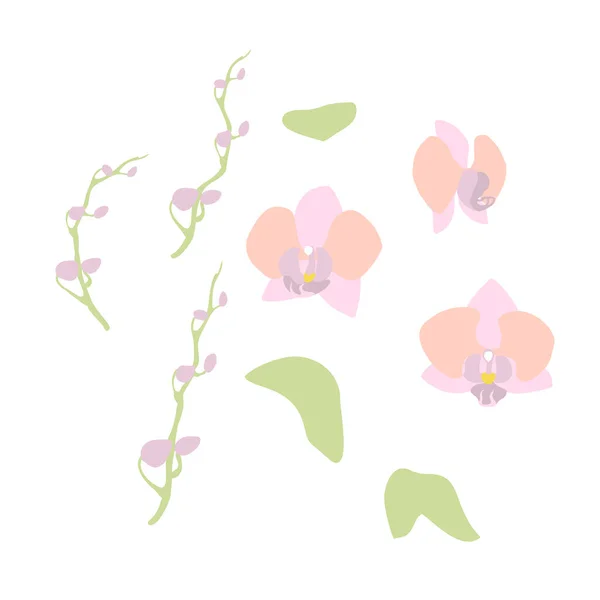 Zarif Minimalist Pastel Orkide Çiçekleri Yaprak Klitorisi Çizimi Beyaz Arka — Stok Vektör