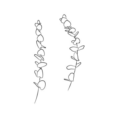 Zarif el çizimi sanat okaliptüs dalları. Beyaz arka planda izole edilmiş. Stok vektör illüstrasyonu.