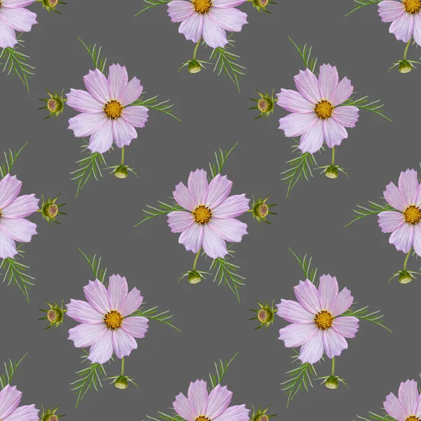 Színes virágos zökkenőmentes minta kozmosz virágok kollázs szürke háttér — Stock Fotó