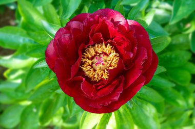 Kırmızı şakayık çiçeği yaklaşıyor. Güzel yaz doğa geçmişi.