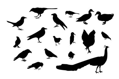 Farklı vahşi kuşların siyah siluetleri..