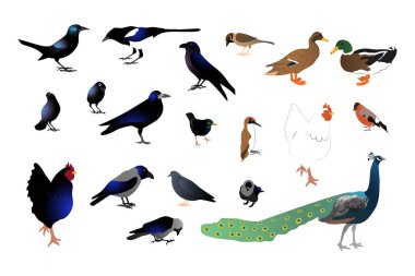 Bir sürü farklı vahşi kuş. Beyaz arkaplanda izole