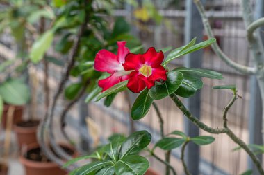 Çölde gül ağacı, çiçek ve bitki bahçesinde yapraklar..