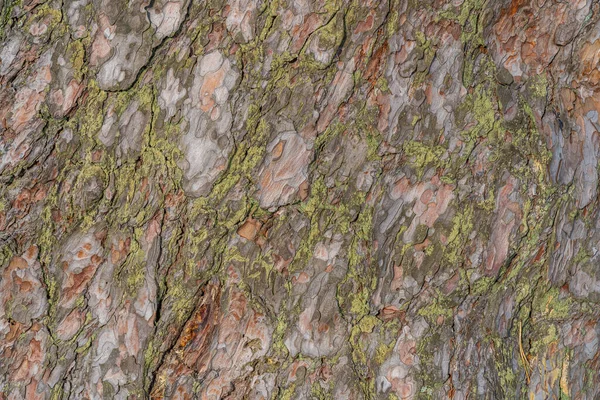 天然松樹皮板の背景。木板の質感 — ストック写真