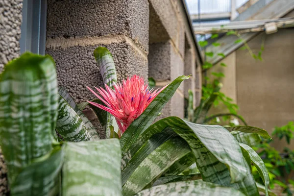 Çiçekli Bromeliaceae vazo bitkisi, güzel bir çiçek.
