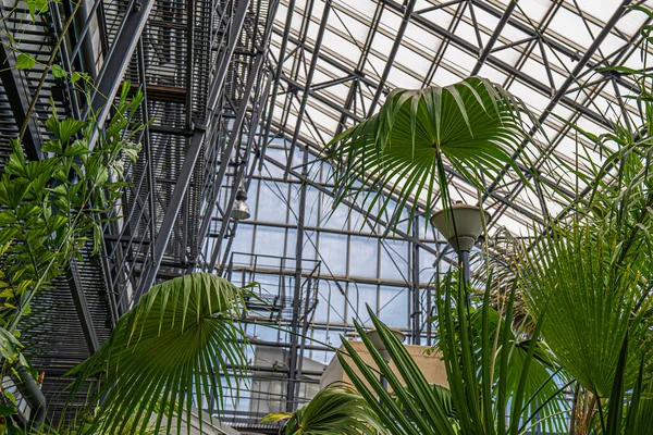 Skleníkový interiér, kovový rám skleněný strop a tropické rostliny — Stock fotografie