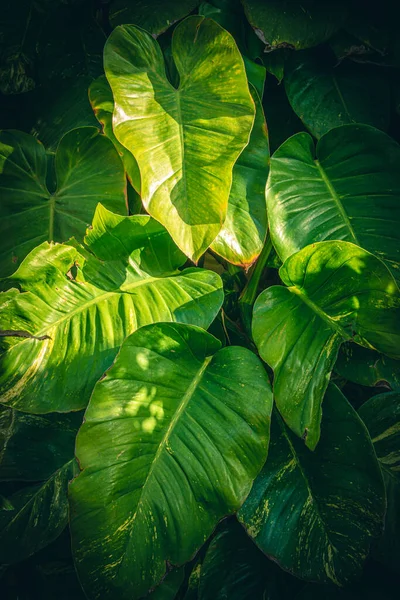 Tropische Pflanzenbeschaffenheit. Tropische Blätter vertikalen Hintergrund — Stockfoto