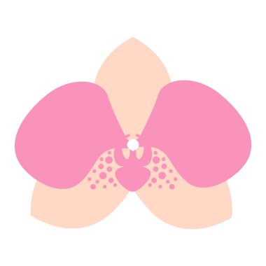 Boho güve orkide çiçeği. Beyaz arkaplanda izole