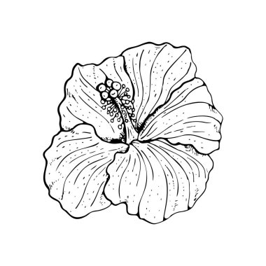 Beyaz arkaplanda siyah çizgili çizgi sanatı çiçeği.