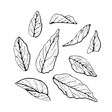 Çizgi sanatı beyaz arkaplanda izole edilmiş siyah ana hatlı ayrılır.