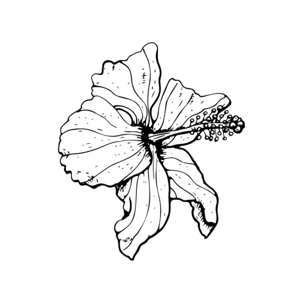 Line art hibiszkusz virág fekete körvonal elszigetelt fehér háttér. — Stock Vector