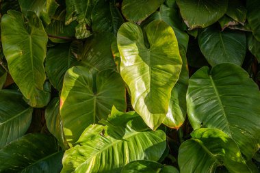 Tropik bitki yaprağı dokusu. Tropik yapraklar arka plan