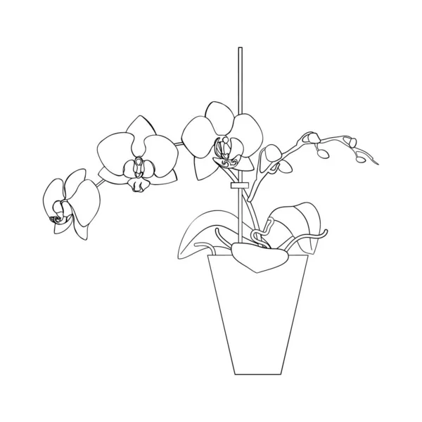 Línea de arte negro tropical maceta casa planta polilla orquídea aislada sobre fondo blanco — Vector de stock