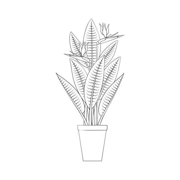 Línea de arte negro tropical maceta casa planta strelitzia aislado sobre fondo blanco. — Vector de stock