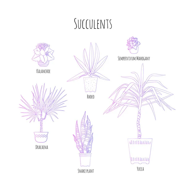 Conjunto de gradientes púrpura de plantas suculentas en maceta con nombres — Archivo Imágenes Vectoriales