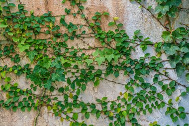 Beyaz duvar arka planında yeşil sarmaşık sarmaşık bitkisi.