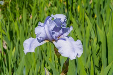 Arka planda yeşillik olan mavi süsen çiçeğini kapat.
