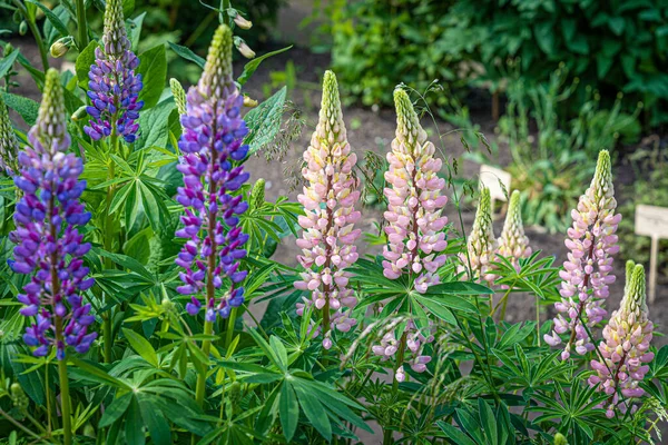 Blühende rosa und blaue Lupinenblüten am Frühlingstag — Stockfoto