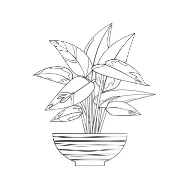 Çizgi sanatı, siyah tropikal ev bitkisi, beyaz arka planda izole edilmiş bitki örtüsü..