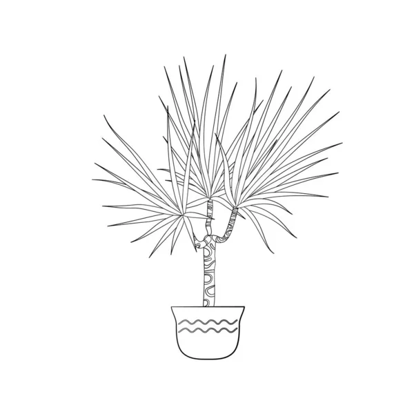 Línea de arte negro tropical maceta casa planta dracaena aislado sobre fondo blanco — Vector de stock