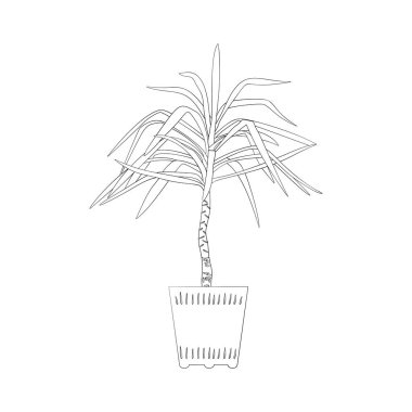 Çizgi sanatı siyah tropikal saksı ev bitkisi yukka beyaz arka planda izole