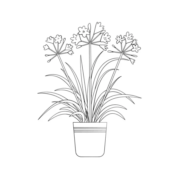 Línea de arte negro tropical maceta casa planta agapanthus aislado sobre fondo blanco. — Vector de stock