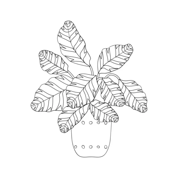 Ligne art noir tropical pot maison plante maranta isolé sur fond blanc. — Image vectorielle