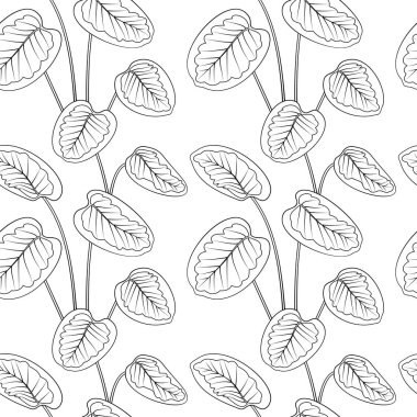 Tropik kalathea siyah çizgiler çizerek iz bırakır. Beyaz arkaplan.